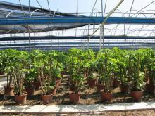 綠意盎然，品質(zhì)生活 順發(fā)園藝綠化植物推薦